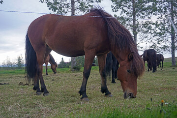 Fototapeta premium Horse on pasture eating grass