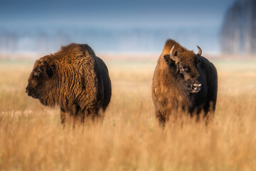 Bison on the field in the evening