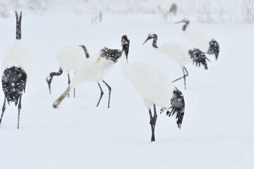 Bird watching, red-crowned crane, in
 winter
