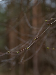 Close up of plant buds