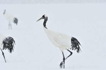 Bird watching, red-crowned crane, in
 winter
