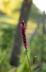 Floral. Closeup view of Bistorta amplexicaulis, also known as mountain fleece, red flower blooming in the garden.