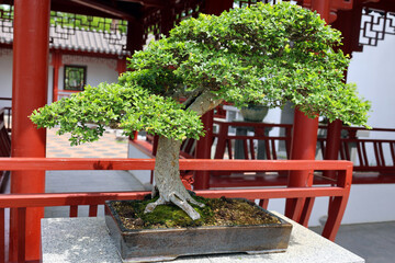 Fototapeta na wymiar Bonsai. It is an Asian art form using cultivation techniques to produce small trees in containers that mimic the shape and scale of full size trees
