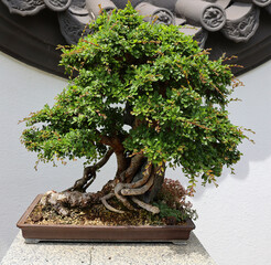 Bonsai. It is an Asian art form using cultivation techniques to produce small trees in containers that mimic the shape and scale of full size trees