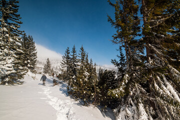 Snowy winter landscape. Snow covered trees in forest. Low Tatras National Park Slovakia. Christmas postcard.