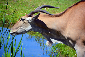 The common eland, also known as the southern eland or eland antelope, is a savannah and plains...