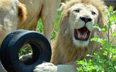 The white lion is occasionally found in wildlife reserves in South Africa and is a rare color...