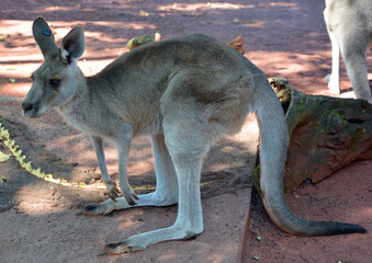 Naklejka na ściany i meble The kangaroo is a marsupial from the family Macropodidae (macropods, meaning 'large foot').
