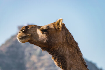 Decorated camels of the desert tribes visiting the city for the annual festival.