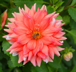 Dahlia is a genus of bushy, tuberous, perennial plants native to Mexico, Central America, and...