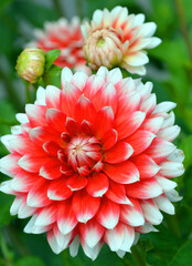 Dahlia is a genus of bushy, tuberous, perennial plants native to Mexico, Central America, and...