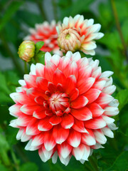 Dahlia is a genus of bushy, tuberous, perennial plants native to Mexico, Central America, and...