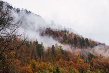 Fototapeta premium mountain with forest, brown trees in autumn with clouds
