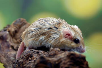 Close-up photo of Fat tailed gerbil (Pachyuromys duprasi)