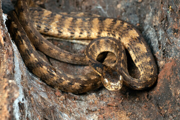 Obraz premium Keeled slug snake on a tree stomp