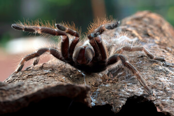 Tarantula spider ready to attack
