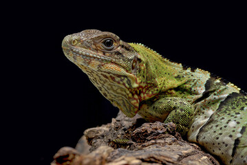 Black spiney tailed iguana on a tree