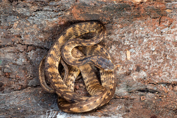Keeled slug snake on a tree stomp