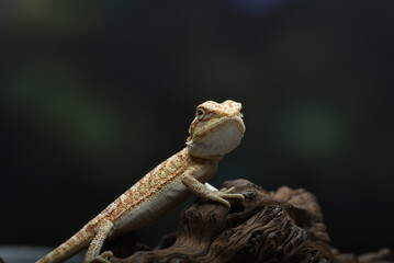 Portrait of a bearded dragon lizard