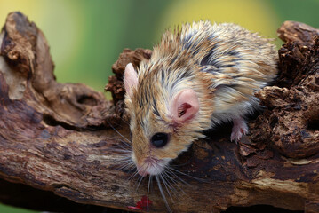 Close-up photo of Fat tailed gerbil (Pachyuromys duprasi)