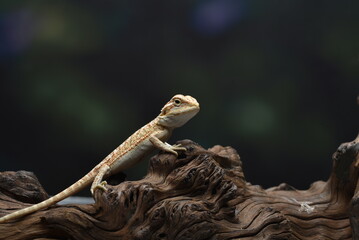 Portrait of a bearded dragon lizard