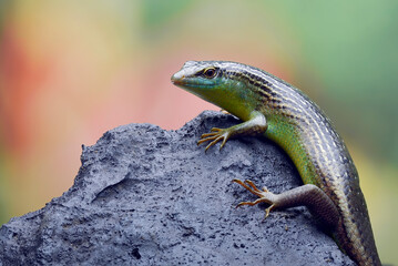 Green skink lizard on a tree branch