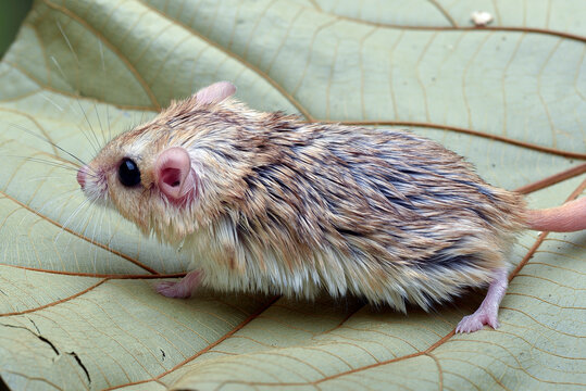 Close-up photo of Fat tailed_ gerbil (Pachyuromys duprasi)