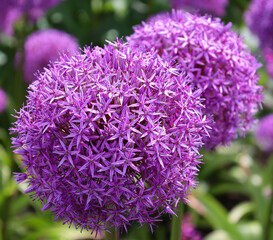 The onion genus Allium comprises monocotyledonous flowering plants and includes the onion, garlic, chives, scallion, shallot, and the leek as well as hundreds of wild species.
