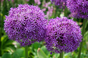 The onion genus Allium comprises monocotyledonous flowering plants and includes the onion, garlic, chives, scallion, shallot, and the leek as well as hundreds of wild species.