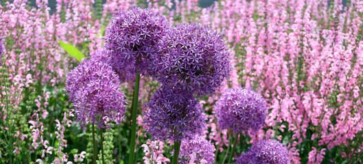 The onion genus Allium comprises monocotyledonous flowering plants and includes the onion, garlic, chives, scallion, shallot, and the leek as well as hundreds of wild species. - obrazy, fototapety, plakaty