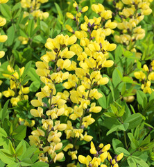 American Goldfinch false indigo features abundant and long lived golden yellow flower spikes above...