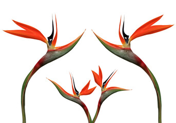 beautiful curvy bird of paradise flowers bouquet