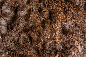 Old tree curved texture. Brown timber bark surface.	