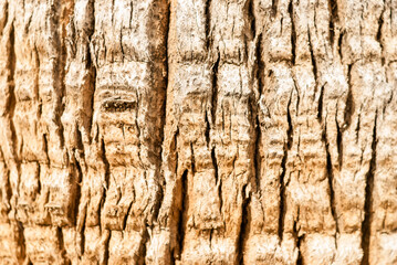 The bark of a centuries-old palm tree in the ancient Greek city in Pamukkale. Wooden texture. Natural wood. Raw materials for the manufacture of furniture. Harvesting wood for construction industry