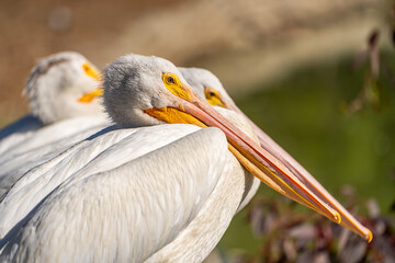 Close-up of a White American Pelican. 