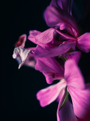 Fototapeta na wymiar Close up of a flower