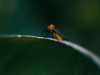 Close up of an insect