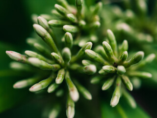 Fototapeta na wymiar Close up of a plant