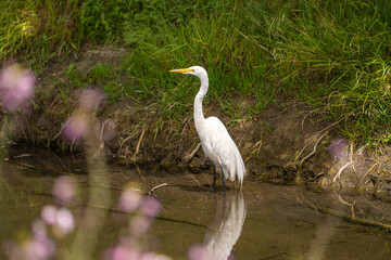 Great Egret (Ardea alba) stands in shallow water waiting for a prey. 