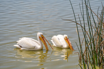 A pair of American white pelicans fishing. 