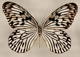 Idea leuconoe, also known as the paper kite butterfly, rice paper butterfly, large tree nymph, or...