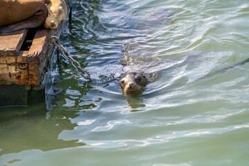 A sea lion swims in the San Francisco Bay. 