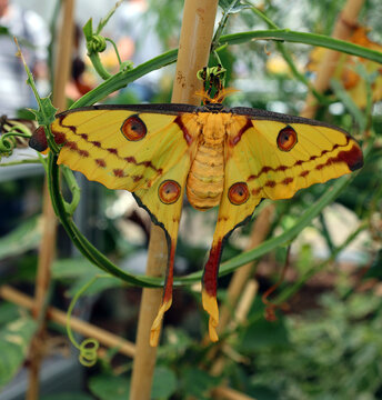 The comet moth or Madagascan moon moth (Argema mittrei) is a moth native to the rain forests of Madagascar.