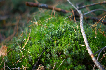Beautiful green moss on the floor, moss closeup, macro. Beautiful background of moss for wallpaper. Greens in the fores