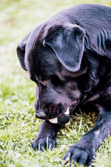 Happy black labrador retriever lying on a grass with ball