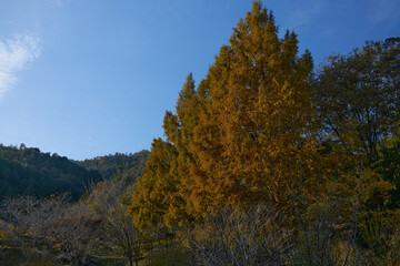 Fototapeta na wymiar 紅葉した山の風景