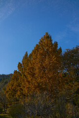 Fototapeta premium 紅葉した山の風景