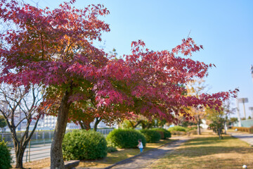 グラデーションが美しい色づき始めの紅葉