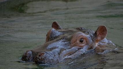 Fototapeta premium 動物園で水浴びや遊びをするカバ