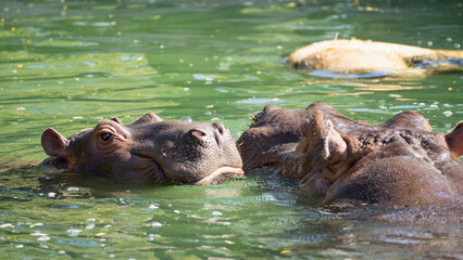 Fototapeta na wymiar 動物園で水浴びや遊びをするカバの親子